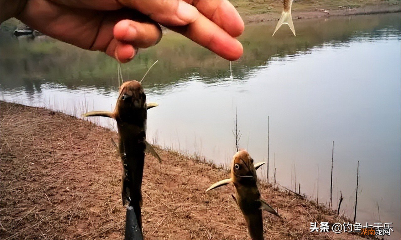 钓黄辣丁的好时机是几月份 钓黄辣丁最佳时间是什么时候