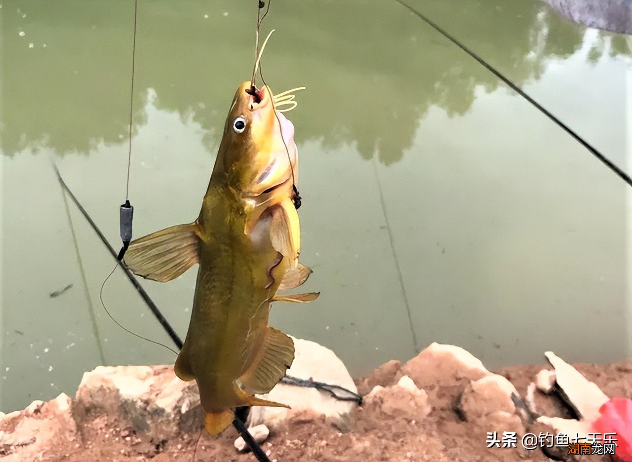 钓黄辣丁的好时机是几月份 钓黄辣丁最佳时间是什么时候