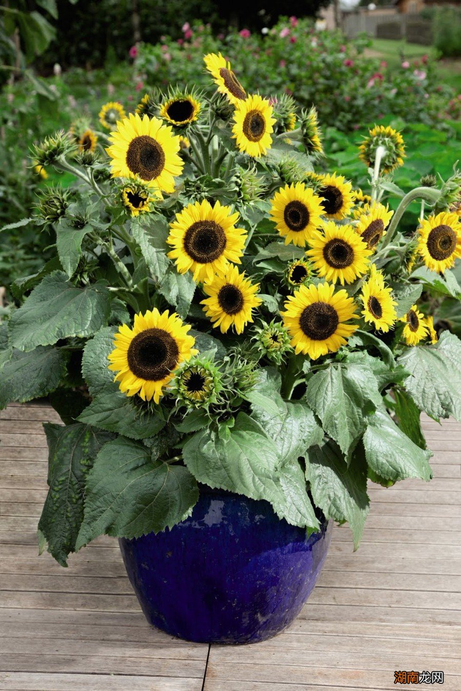 盆栽向日葵的养护指南 向日葵好养吗应该怎么养殖