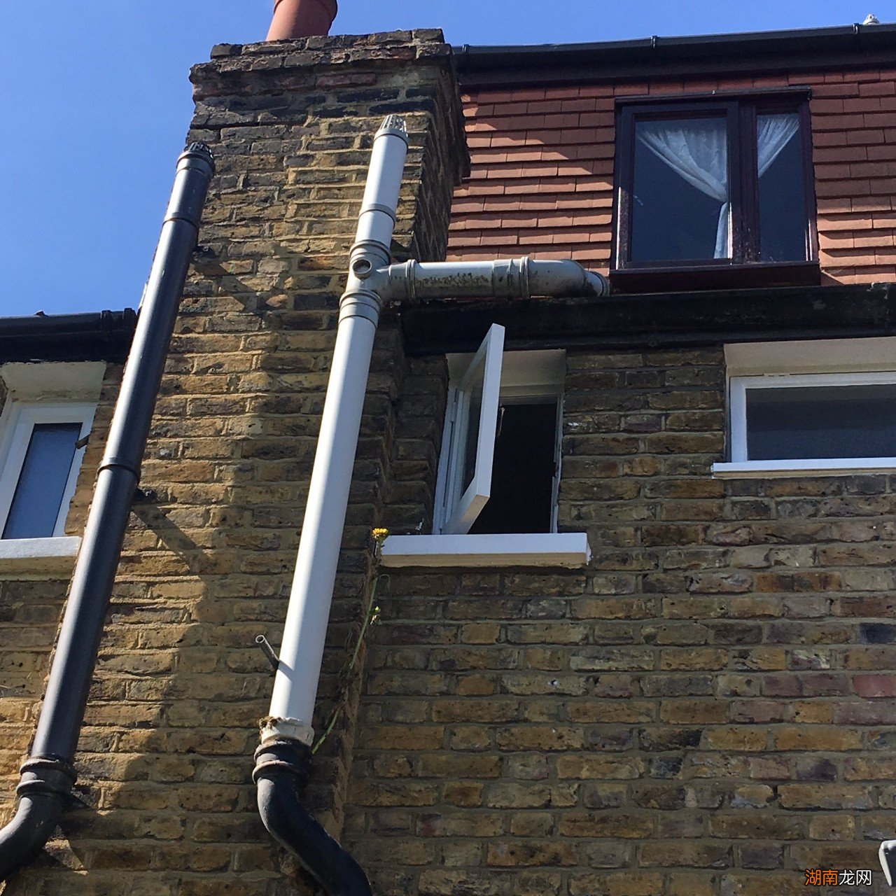 盆栽向日葵的养护指南 向日葵好养吗应该怎么养殖