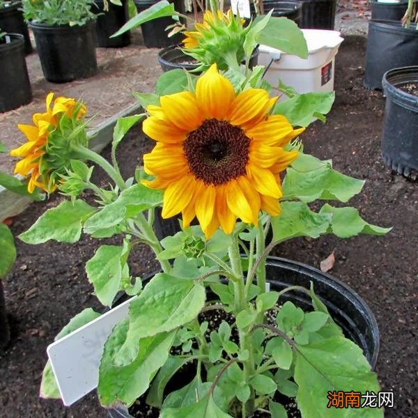 盆栽向日葵的养护指南 向日葵好养吗应该怎么养殖