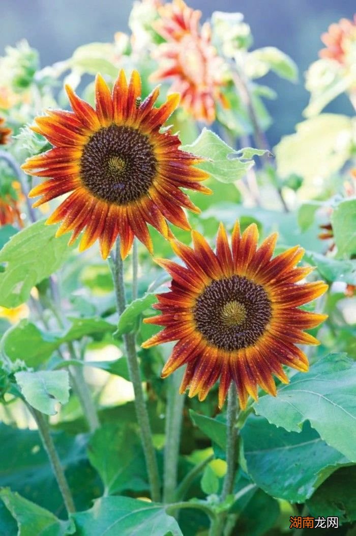 盆栽向日葵的养护指南 向日葵好养吗应该怎么养殖