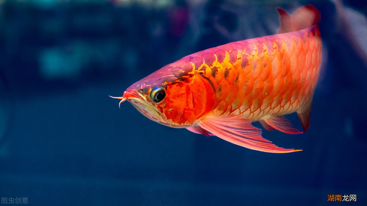 饲养龙鱼分为哪些不同阶段 龙鱼怎么养及喂养技巧