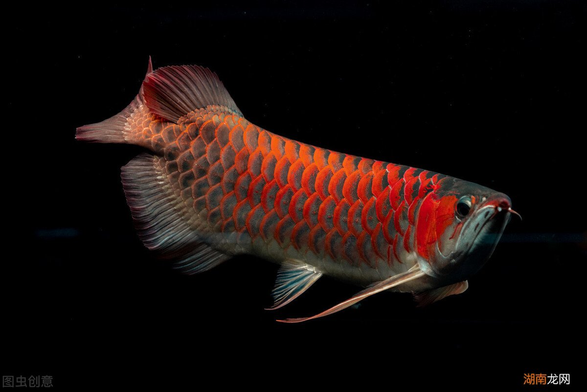 饲养龙鱼分为哪些不同阶段 龙鱼怎么养及喂养技巧