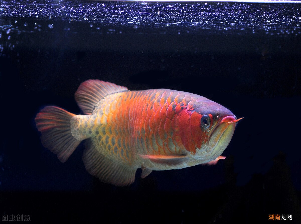 饲养龙鱼分为哪些不同阶段 龙鱼怎么养及喂养技巧