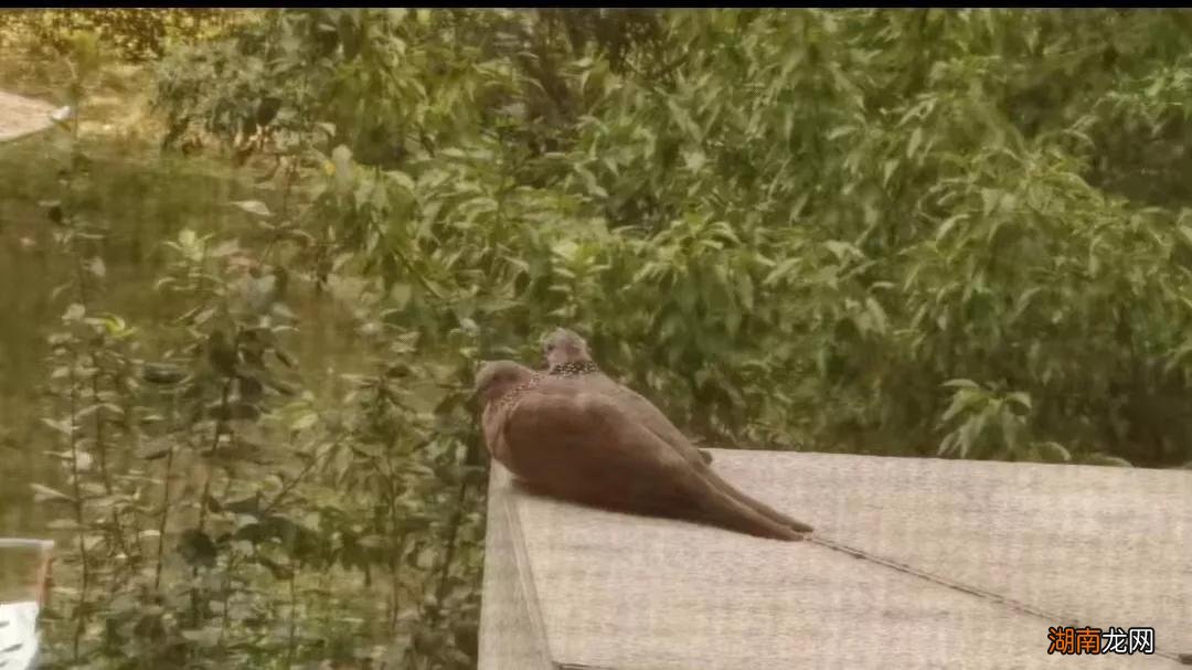 珠颈斑鸠到家做窝是预示好运吗 珠颈斑鸠来家的预兆