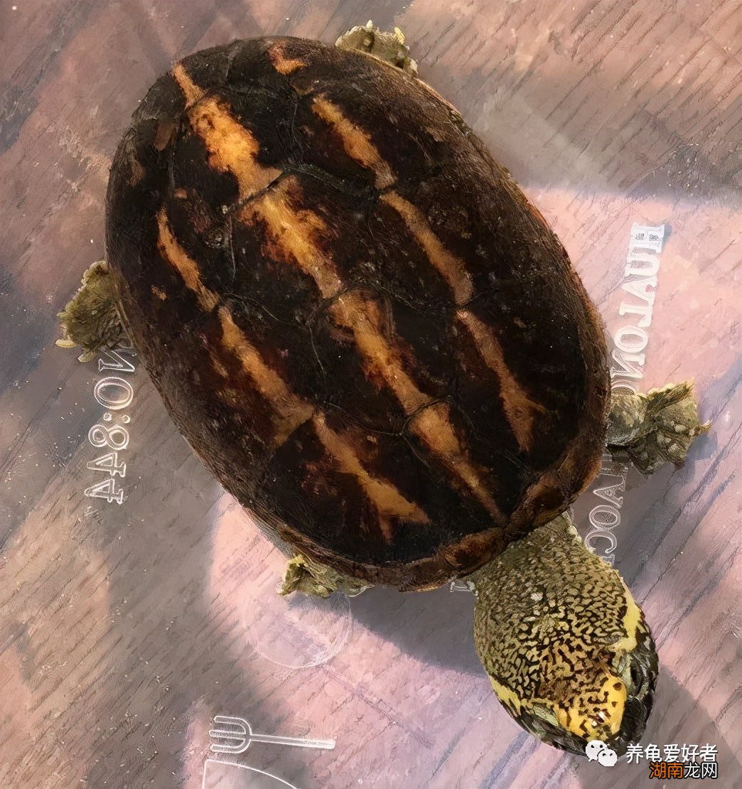 哪里买的乌龟最容易养好 乌龟好养吗养殖难度大吗