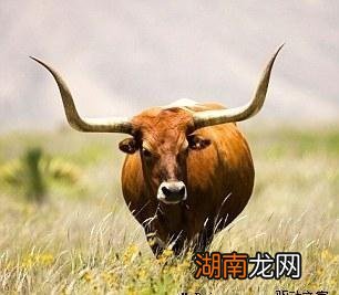 人怕吊斜眼有道理吗 牛怕阴阳角是什么意思