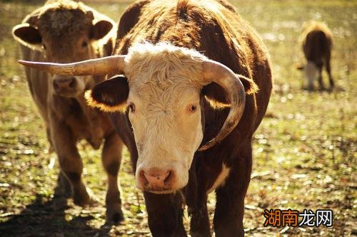 人怕吊斜眼有道理吗 牛怕阴阳角是什么意思