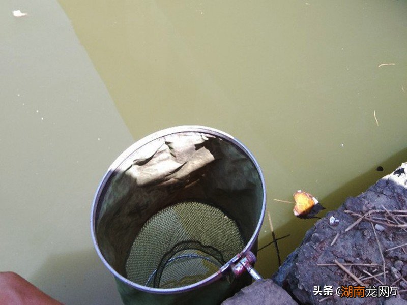 初学钓鱼用什么鱼竿比较好 新手钓鱼入门基本知识