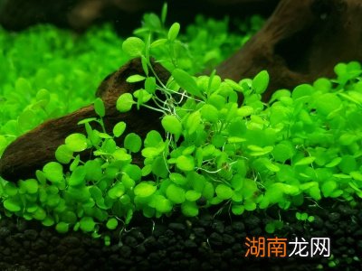 小对叶水草种子怎么样才能种出来 水草种子正确种植方法