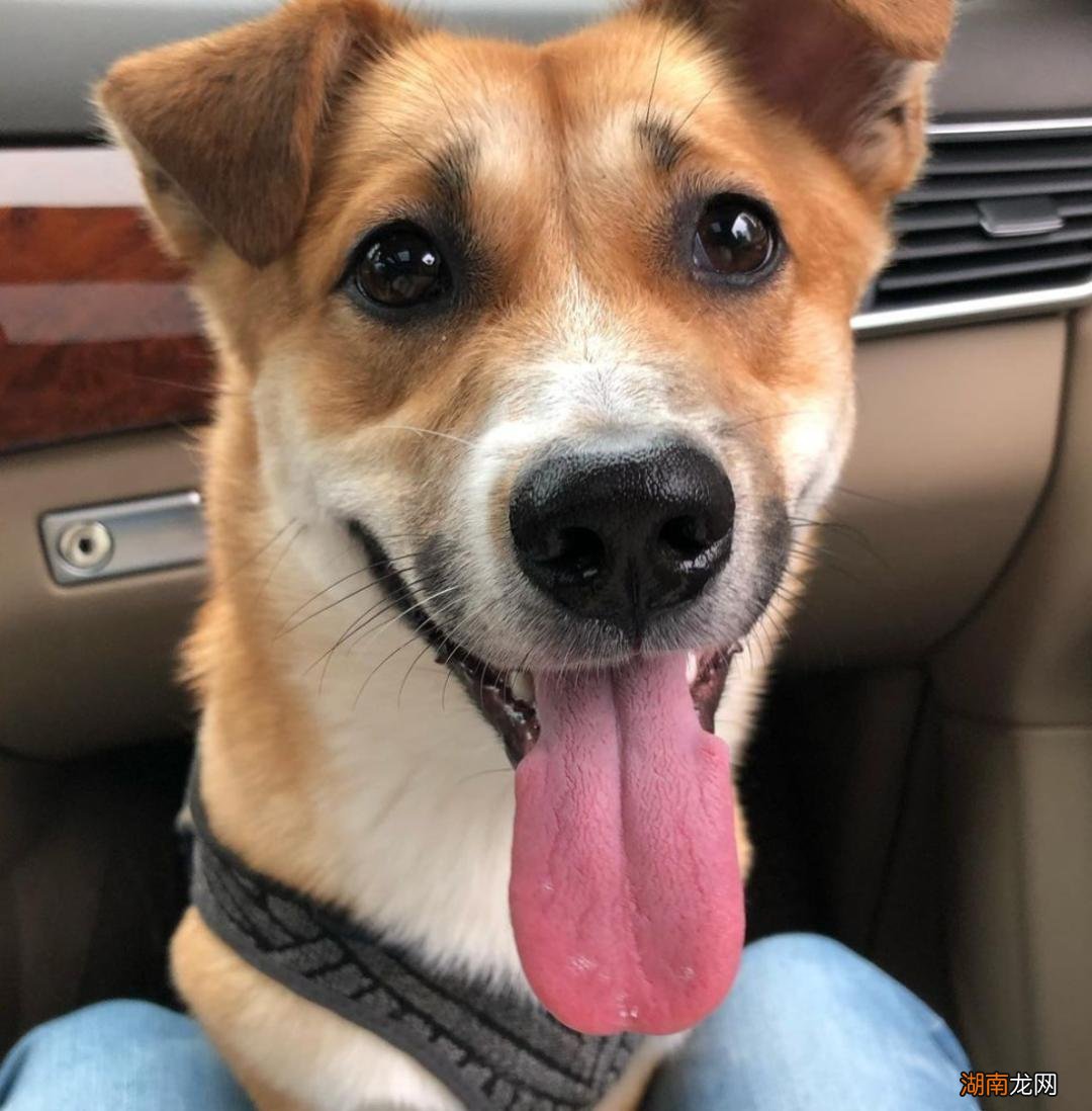 对主人最忠诚的10种狗狗排名 十大最忠诚的狗排名