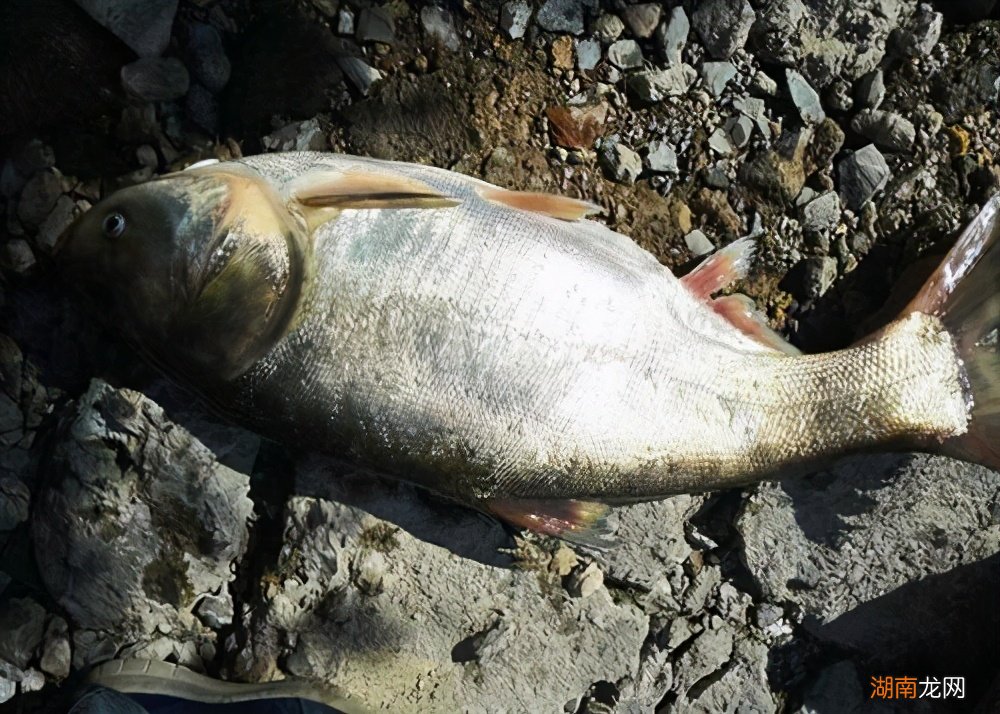 对新手友好的6步钓鲢鳙正确小技巧 鲢鳙钓法技巧