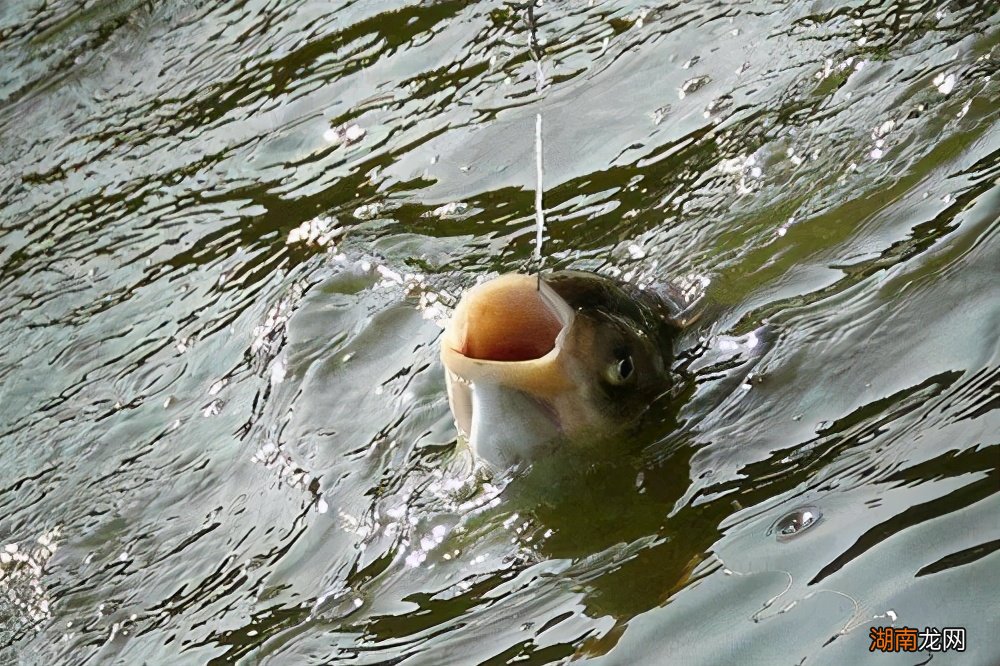 对新手友好的6步钓鲢鳙正确小技巧 鲢鳙钓法技巧