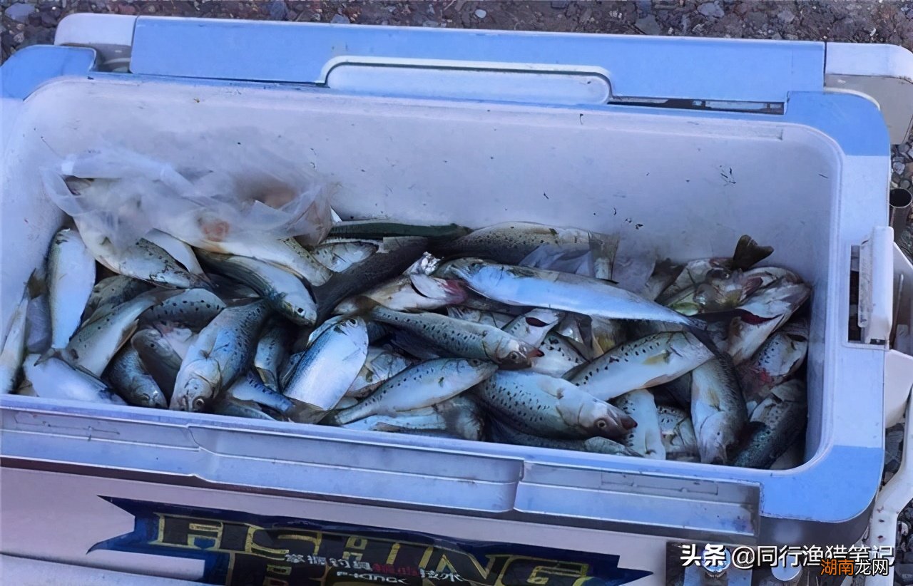 新手钓鲈鱼的方法和技巧有哪些 鲈鱼怎么钓最容易上钩