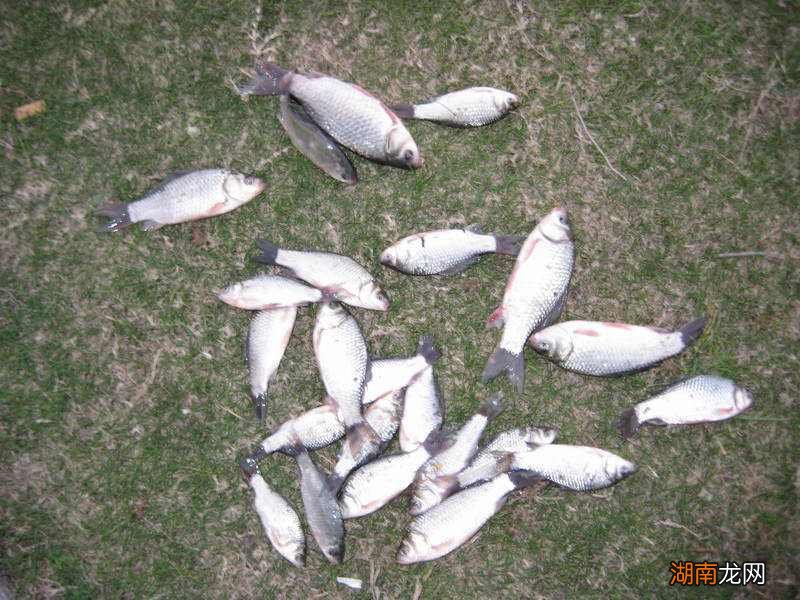 通杀鲫鱼和鲤鱼用什么饵料最好 钓鲤鱼鲫鱼饵料配方