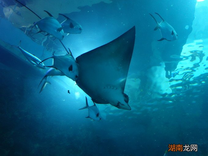 魔鬼鱼拔了毒刺还能活吗 魔鬼鱼又叫什么鱼是什么样的