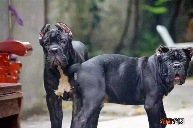 世界上最凶猛的十大恶犬排名 世界十大最危险猛犬