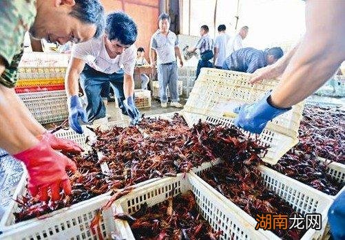 线下批发市场进货小龙虾注意事项 小龙虾进货渠道