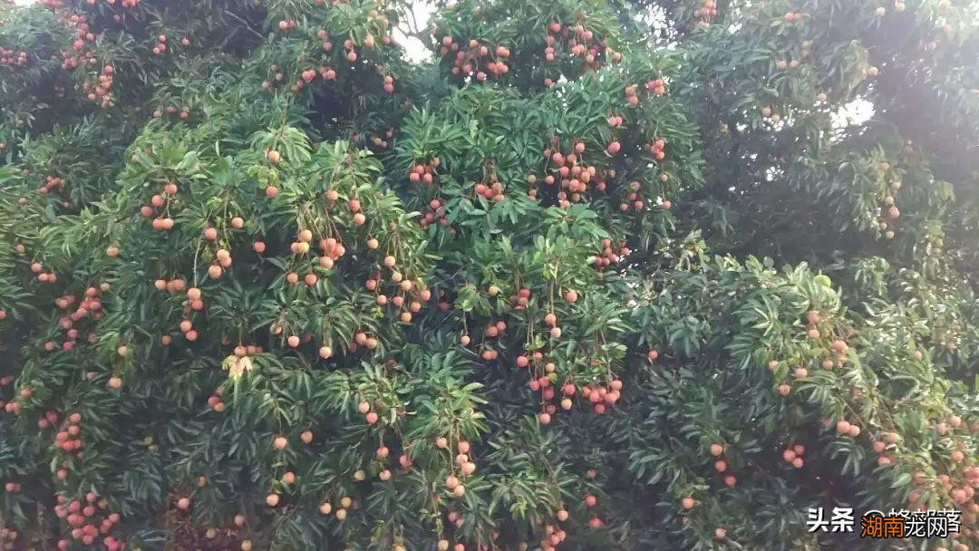 妃子笑荔枝品种因杨玉环而得名 妃子笑是什么水果品种