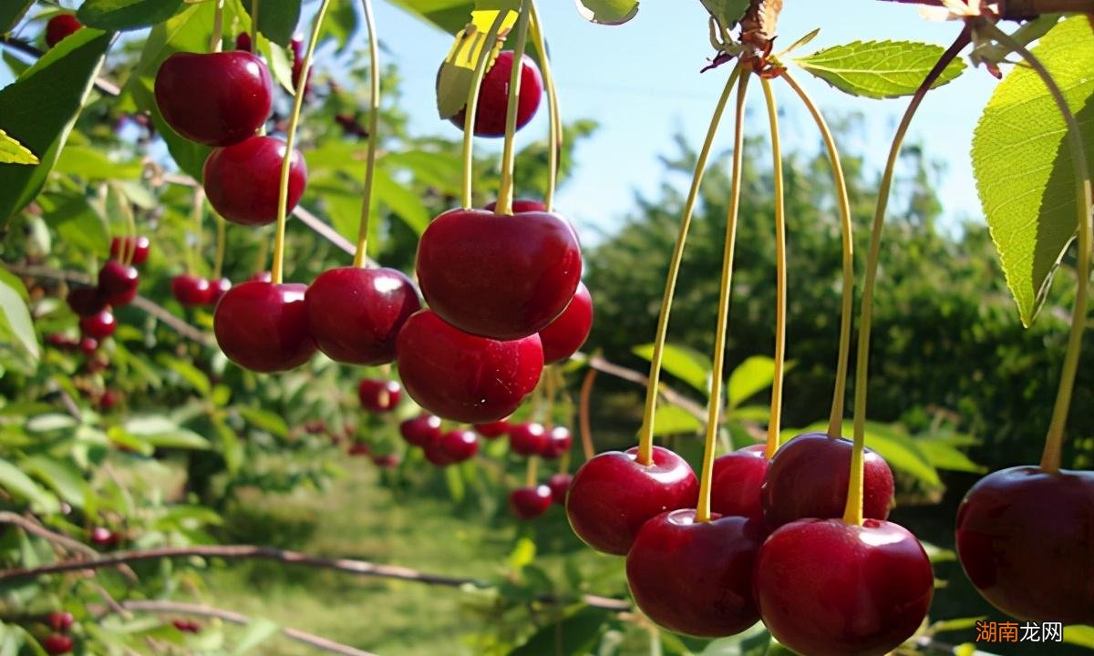 河南省十大特产有哪些方便送 河南土特产送人的礼品