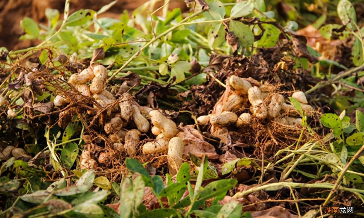 河南省十大特产有哪些方便送 河南土特产送人的礼品