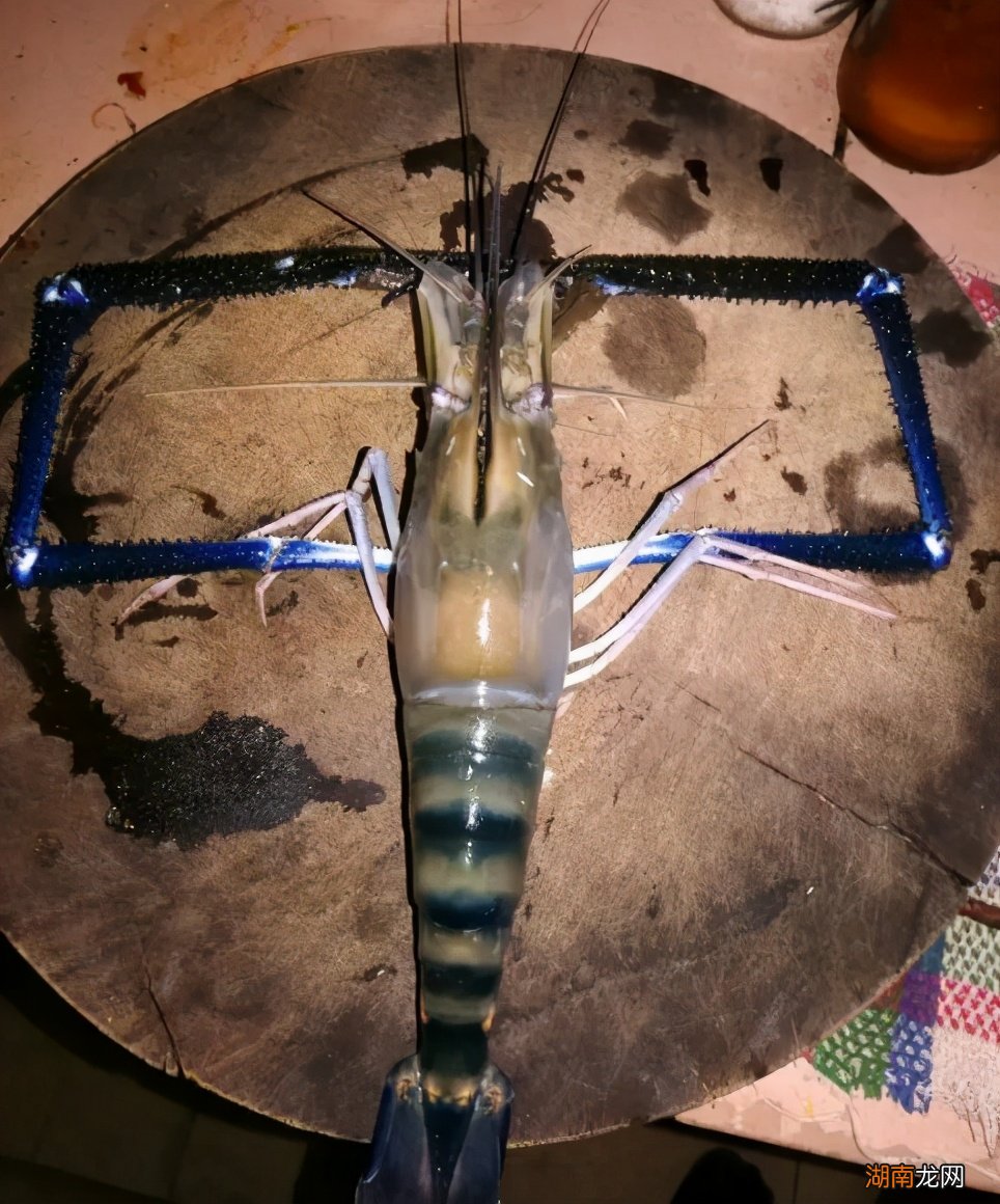 日本沼虾为什么会被叫做大眼贼 大眼贼是什么动物