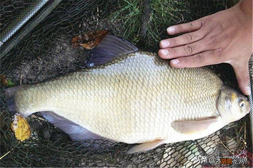 河里钓鳊鱼离底多高最好 野钓钓鳊鱼一般离底多少