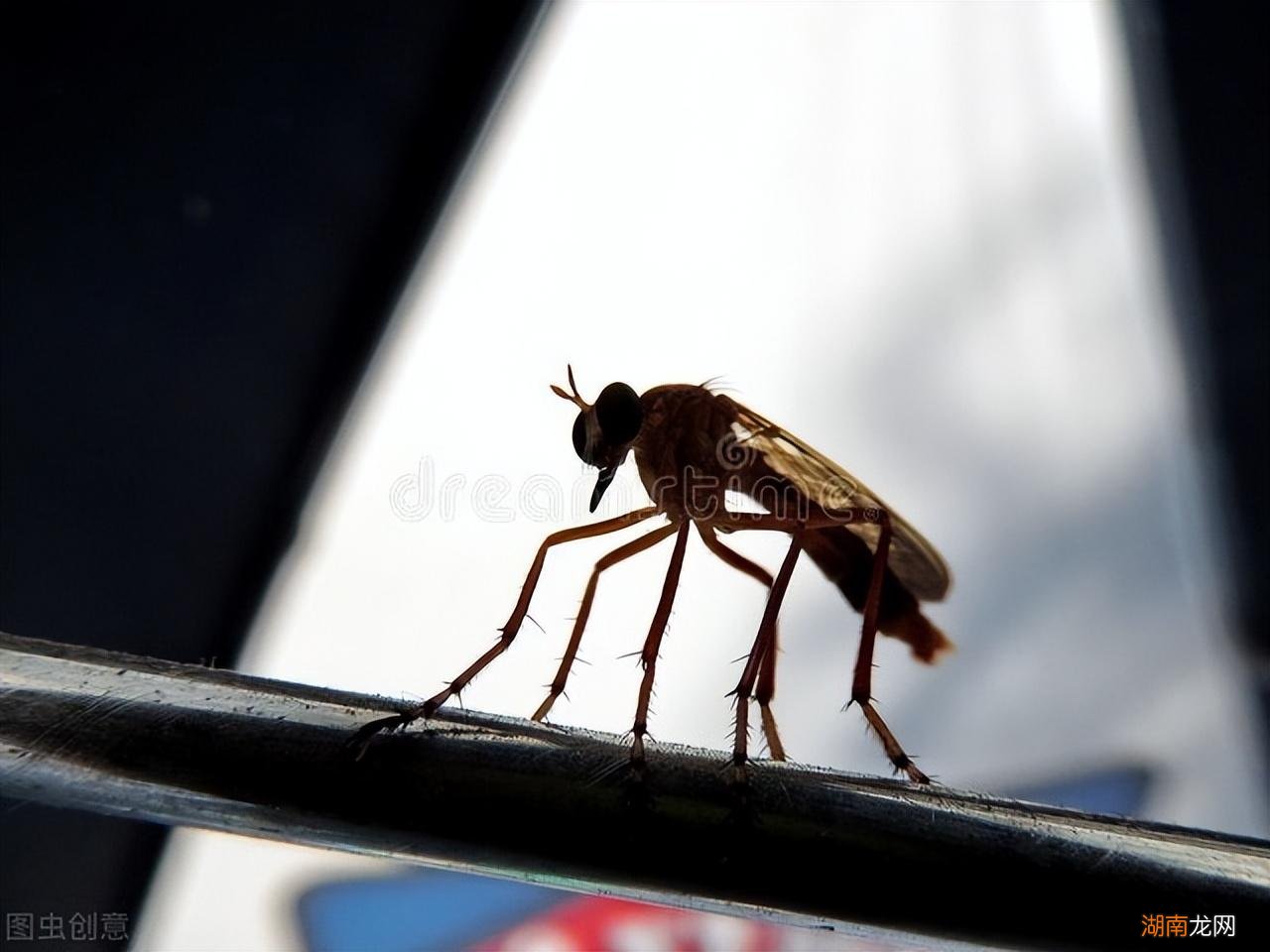 学会3招蚊子跑得干干净净 卧室一直有蚊子灭不完怎么办