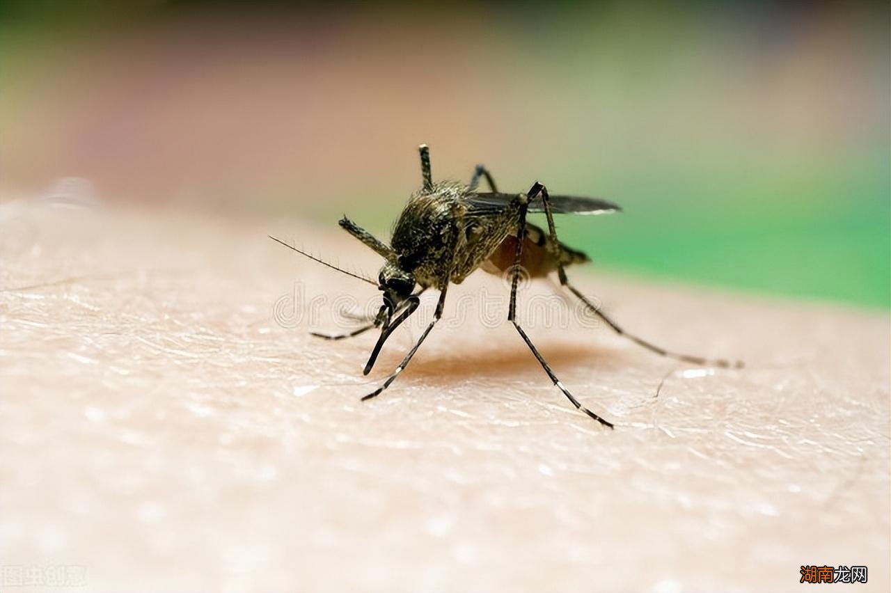 学会3招蚊子跑得干干净净 卧室一直有蚊子灭不完怎么办