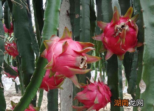 哪个营养价值高 火龙果红心的好还是白心的好吃