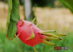 哪个营养价值高 火龙果红心的好还是白心的好吃