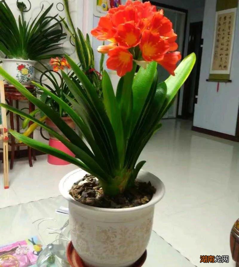 客厅最旺宅和去甲醛的6种花 客厅养什么绿植最旺家