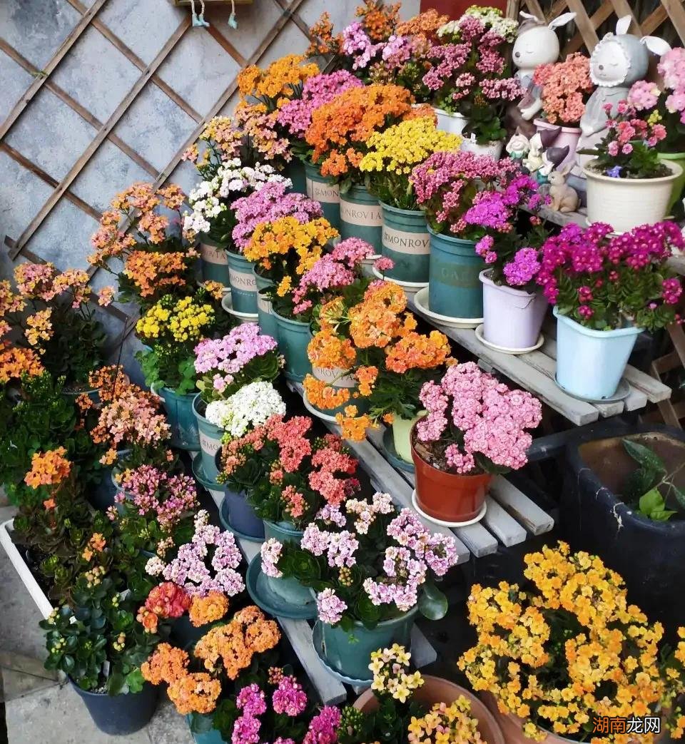 客厅最旺宅和去甲醛的6种花 客厅养什么绿植最旺家