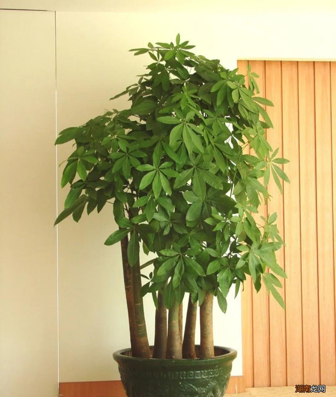 客厅最旺宅和去甲醛的6种花 客厅养什么绿植最旺家