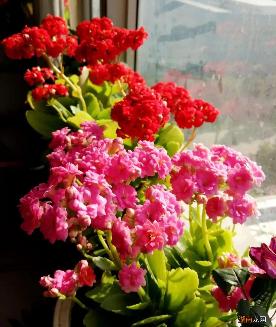 客厅最旺宅和去甲醛的6种花 客厅养什么绿植最旺家