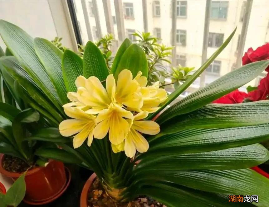 客厅最旺宅和去甲醛的6种花 客厅养什么绿植最旺家