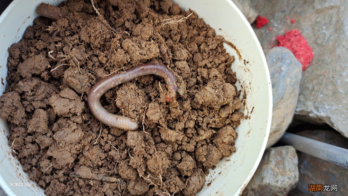 野钓罗非用什么饵料最好钓 钓大罗非的最佳饵料是什么