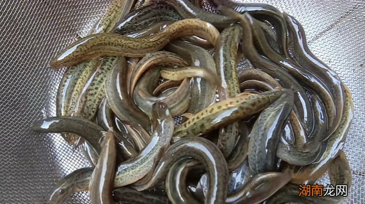 野钓罗非用什么饵料最好钓 钓大罗非的最佳饵料是什么