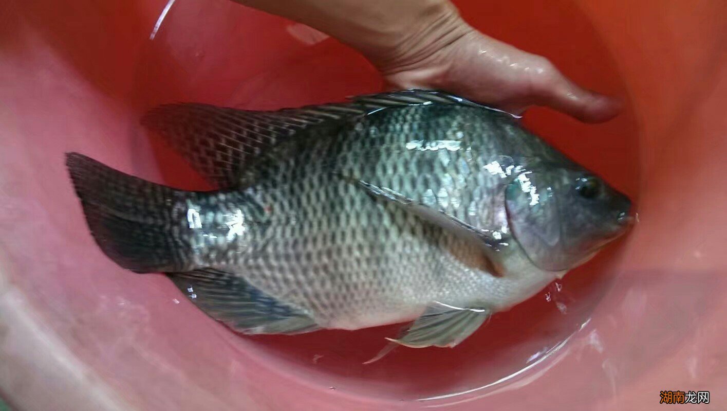 野钓罗非用什么饵料最好钓 钓大罗非的最佳饵料是什么