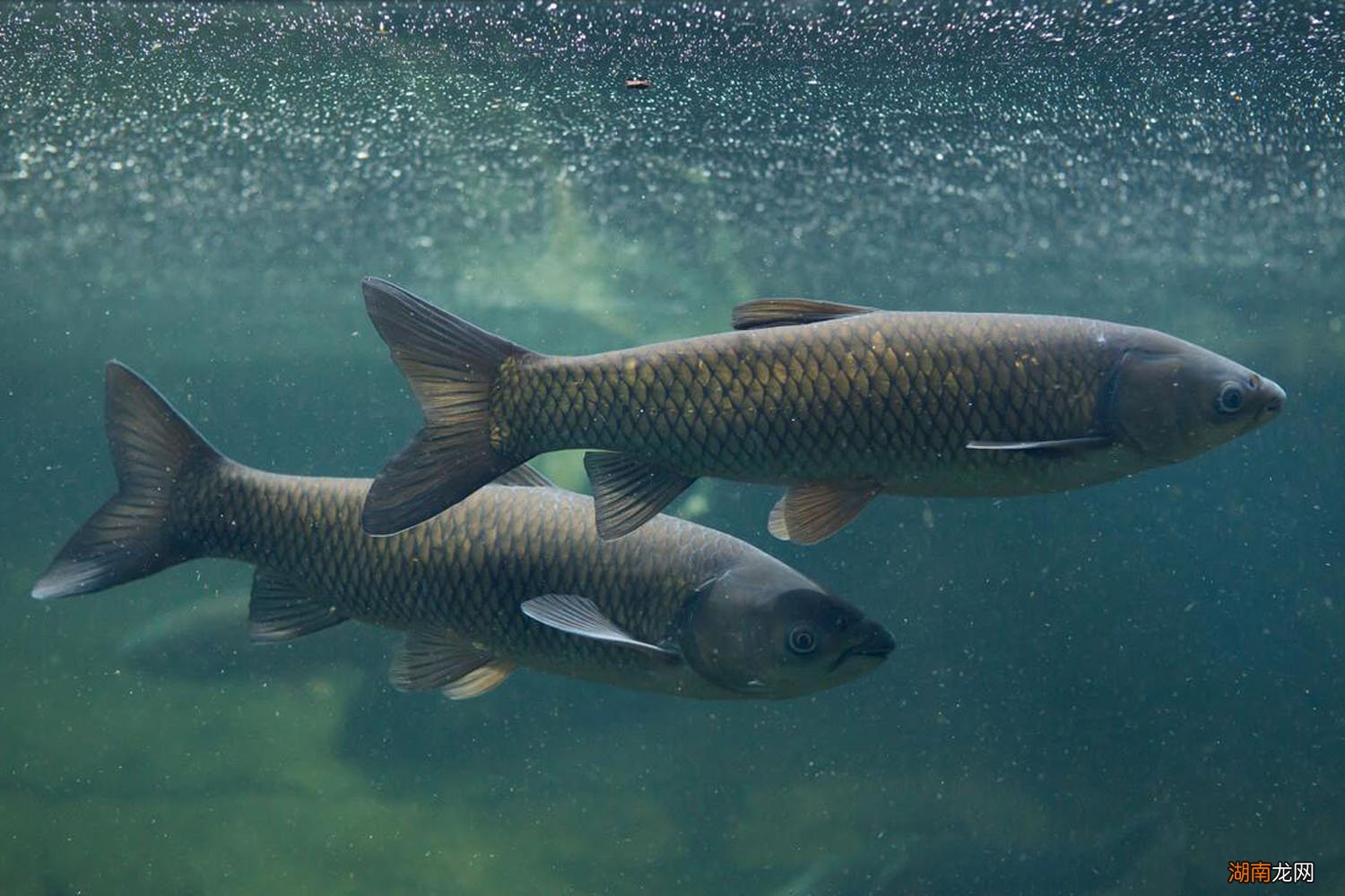 青鱼最喜欢吃什么怎样才能钓到青鱼 青鱼吃什么食物