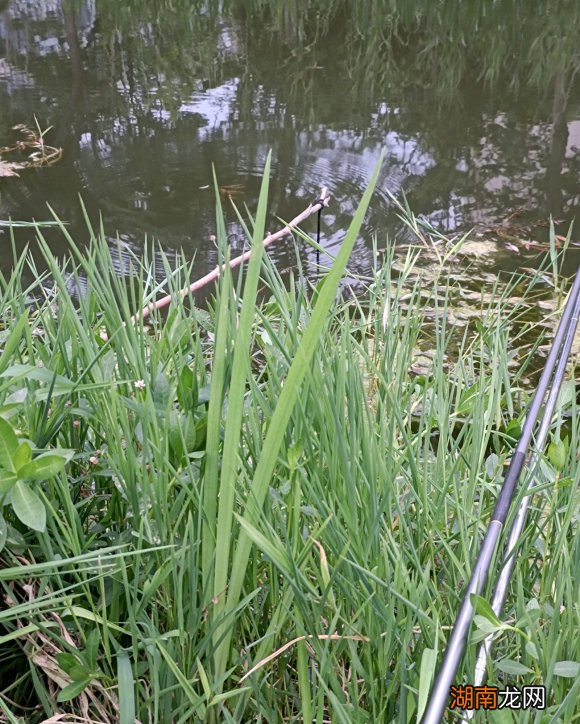 什么肉最适合作为钓龙虾用的饵料 钓龙虾用什么肉