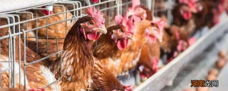 养1万只蛋鸡能赚多少钱 养蛋鸡的利润与成本真实分析