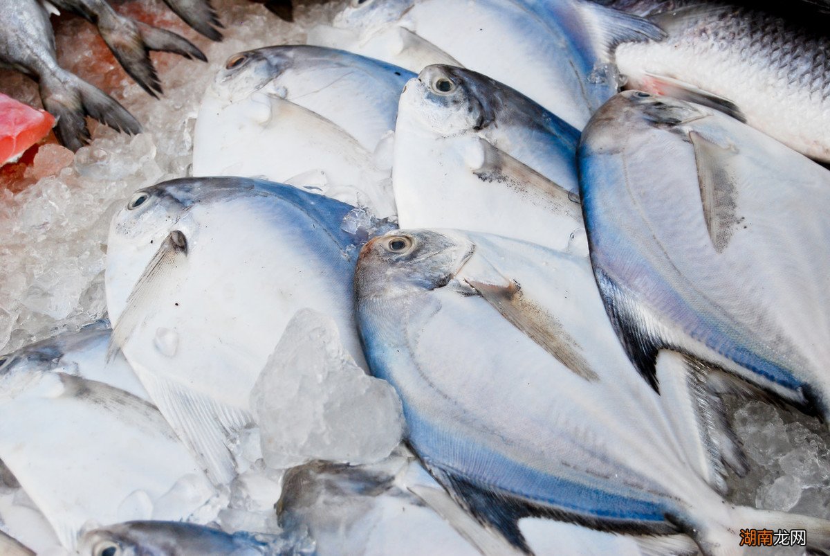 市场上的白鲳鱼是海鱼还是淡水鱼 鲳鱼是海鱼还是淡水鱼