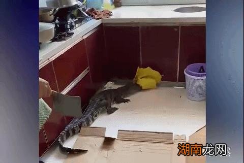 鳄鱼为什么会从冬眠中苏醒 鳄鱼冬眠吗什么时候冬眠