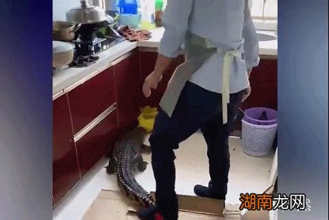 鳄鱼为什么会从冬眠中苏醒 鳄鱼冬眠吗什么时候冬眠