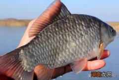 什么天气钓鱼是最容易上钩的 最佳钓鱼天气是什么