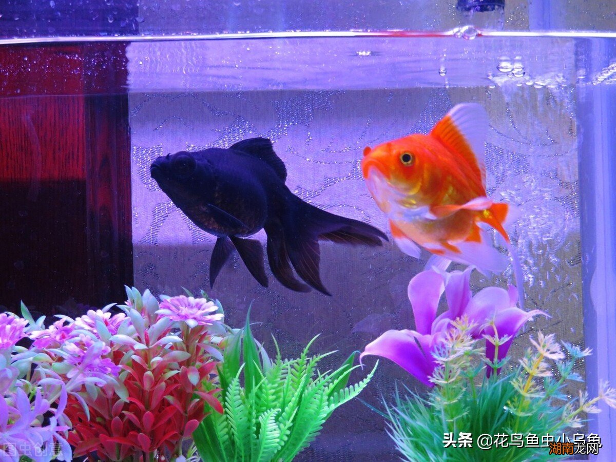 鱼缸水刚换几天就浑浊怎么办 鱼缸水2天就浑浊怎么办