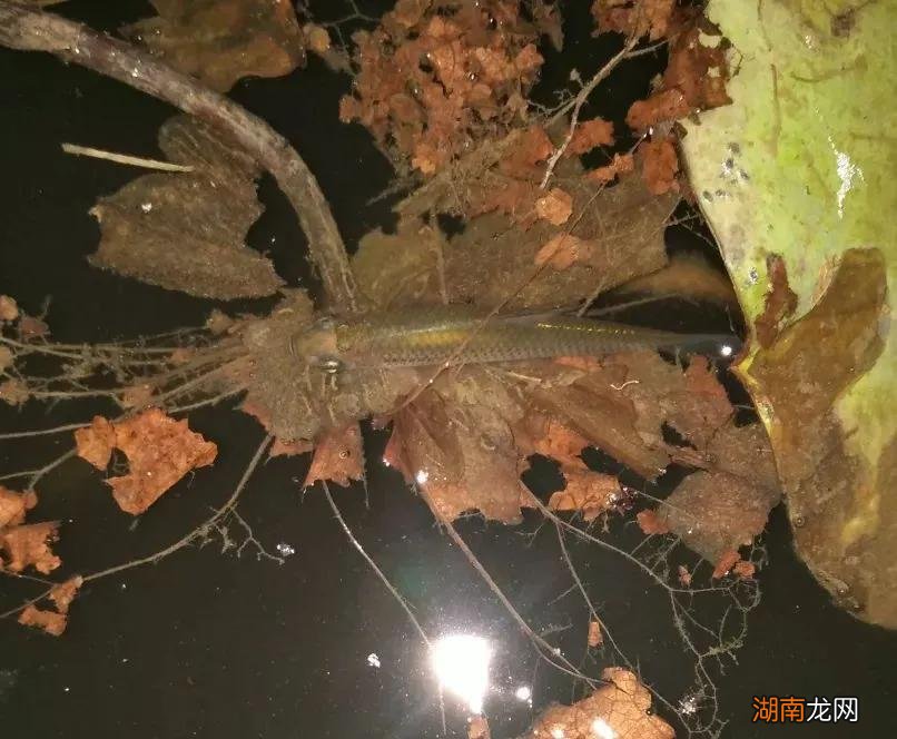 野生麦穗鱼一般爱吃什么东西 小麦穗鱼吃什么食物