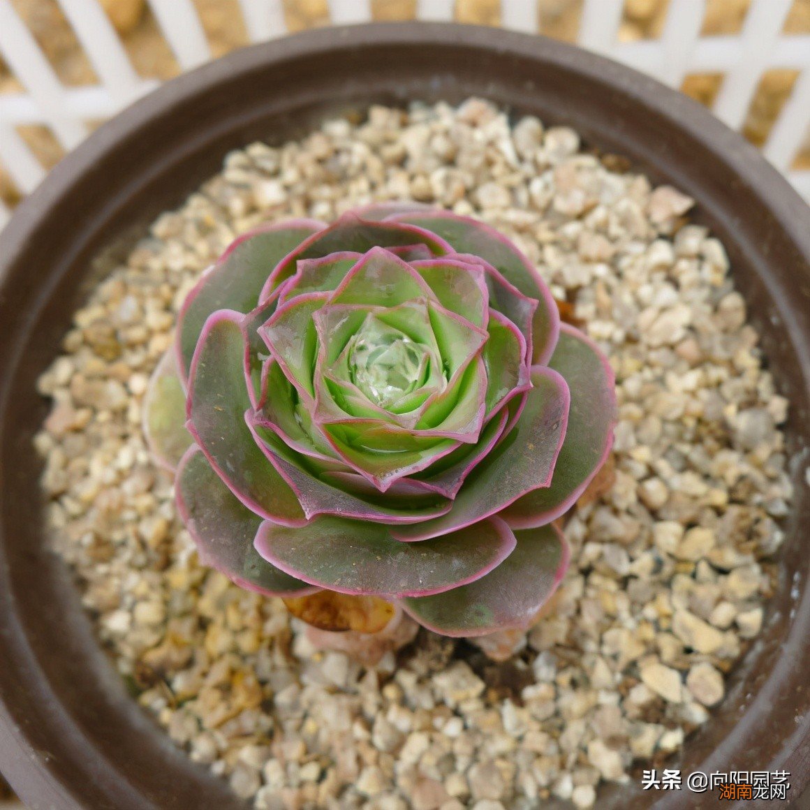 酒杯玫瑰多肉夏天要怎么养护 酒杯玫瑰多肉怎么养